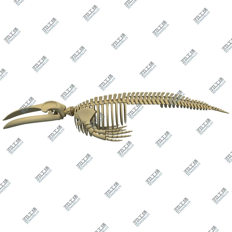 images/goods_img/2021040161/Blue Whale Skeleton/1.jpg